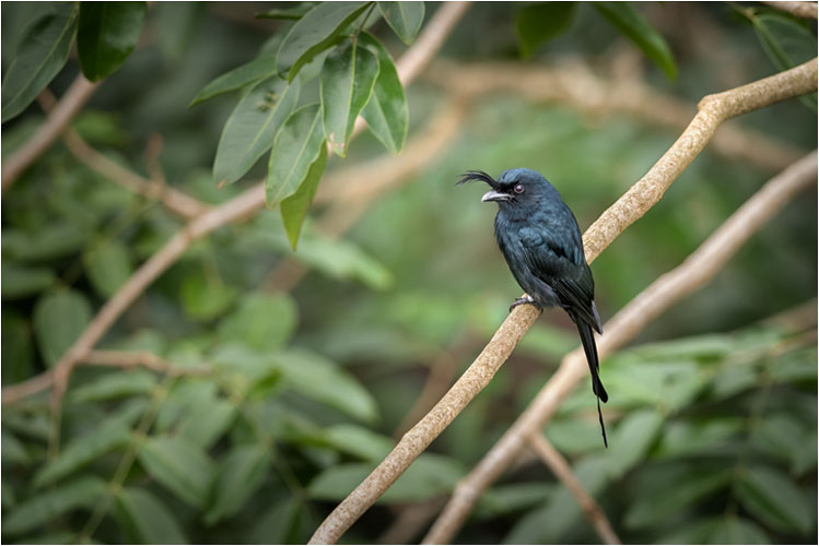 Madagaskar-Drongo