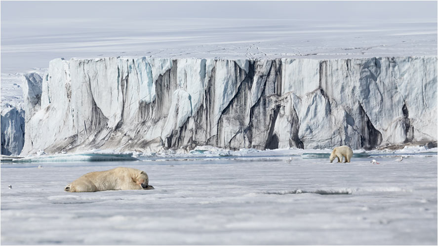 Zwei Eisbären auf dem Packeis