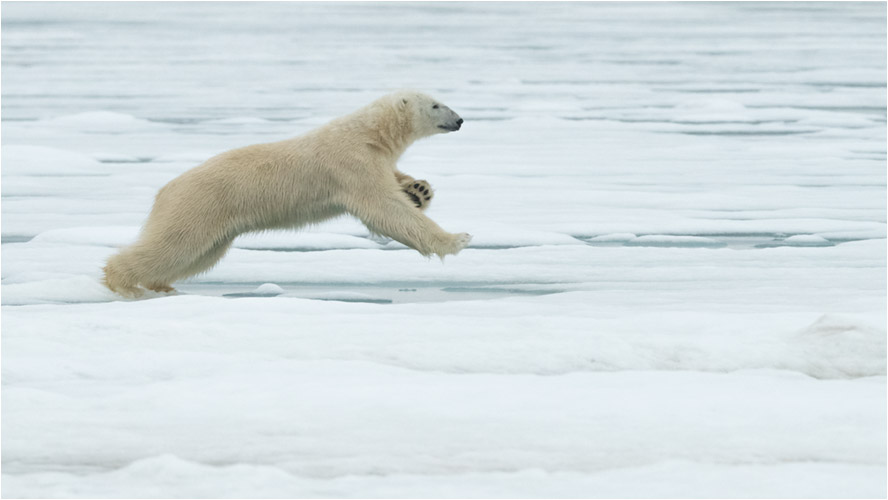 Eisbär in Aktion