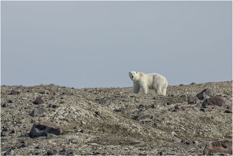 Eisbär auf Futtersuche