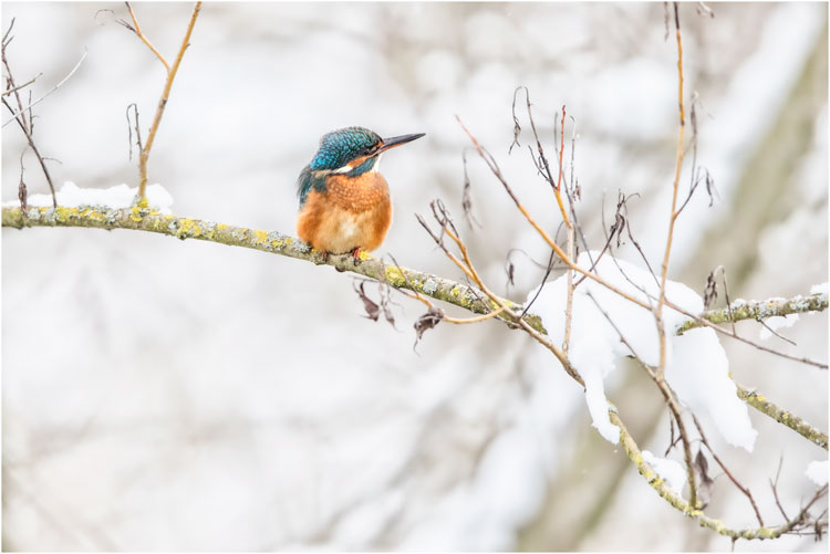 Eisvogel-Weibchen am Pfäffikersee