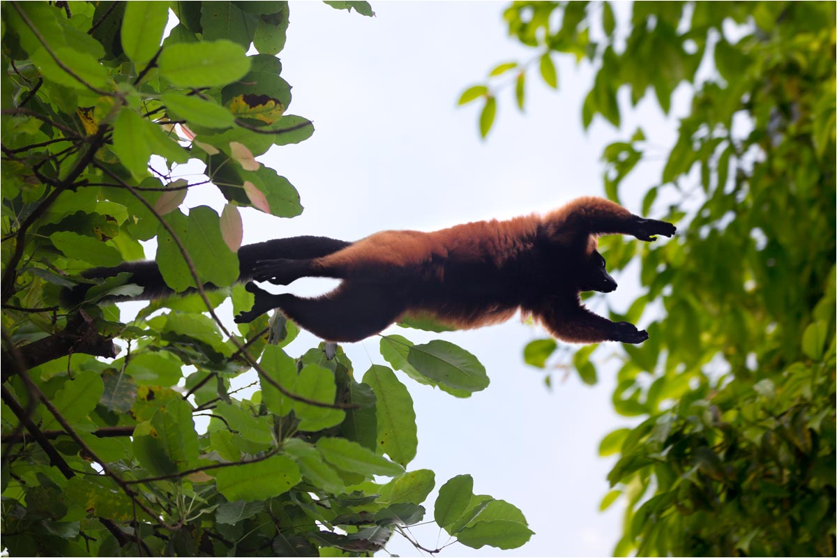 Der Rote Vari springt gern zwischen den Bäumen