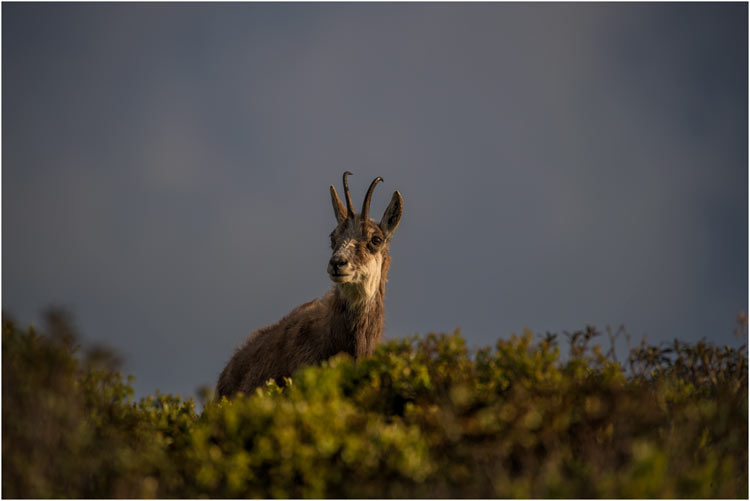 Gämse im Abendlicht