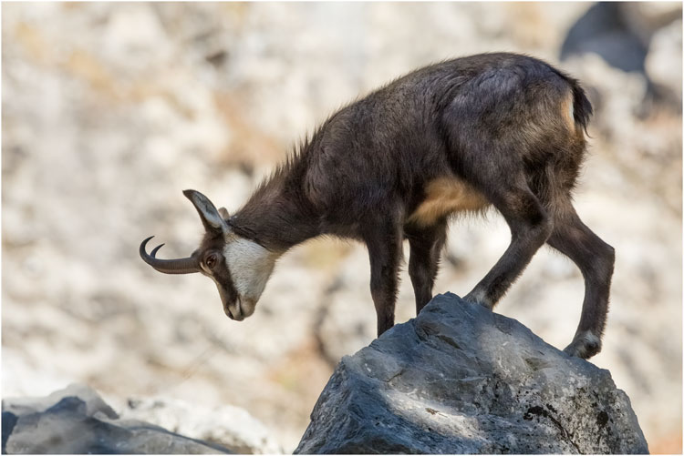 Gämse in der Mythenregion