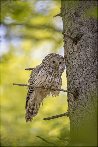 Habichtskauz hat uns schon lange beobachtet bevor wir ihn sehen konnten