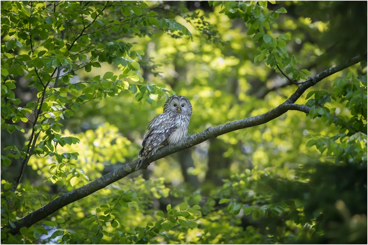 Habichtskauz auf Beobachtungsposten II