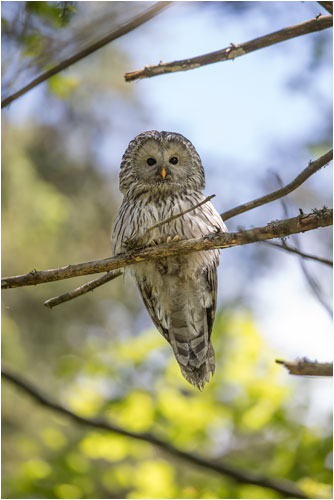 Habichtskauz auf Beobachtungsposten I