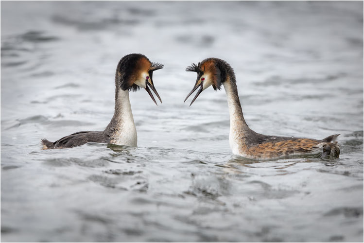 April, Haubentaucher bei der Balz, Greifensee
