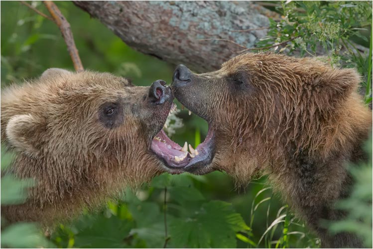Bärenbegrüßung zwischen Geschwister
