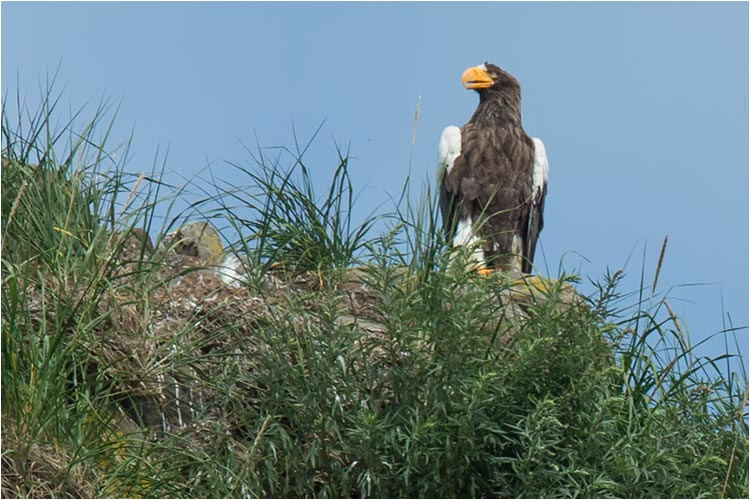 Junger Seeadler in der Avacha Bay bei Petropavlovsk 