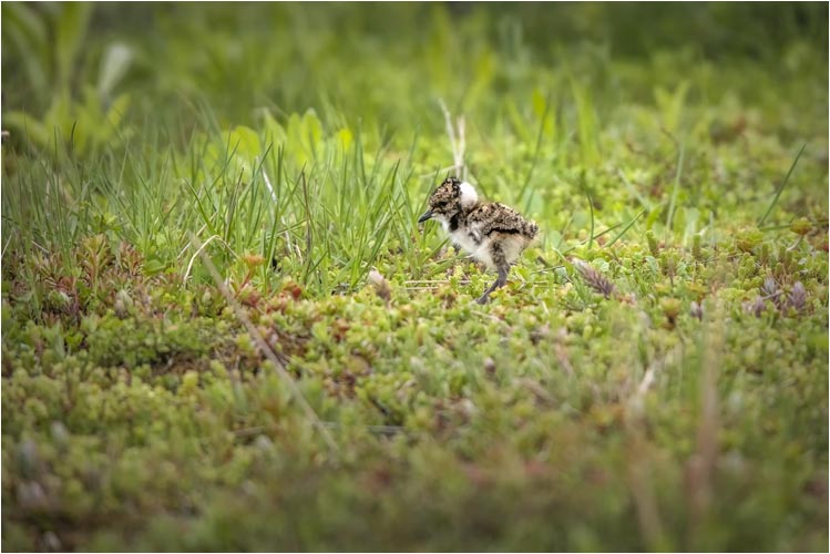 2 Tage alter Kiebitz