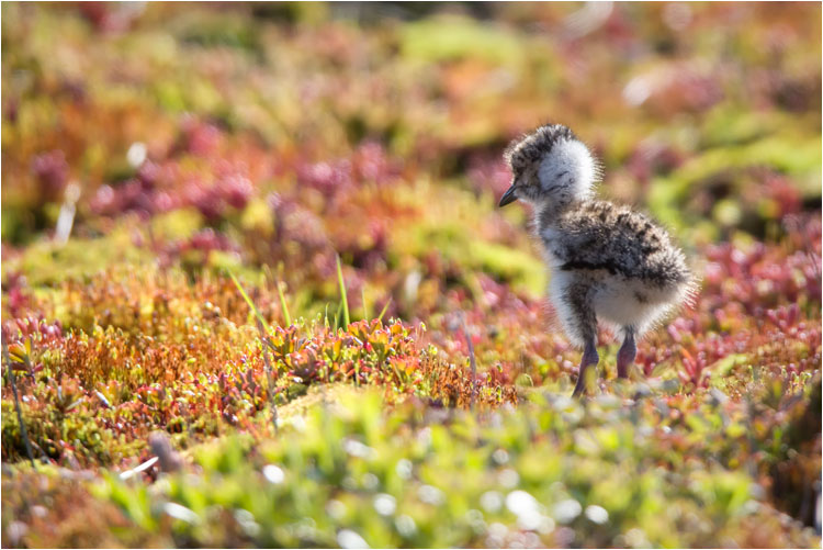 Junger Kiebitz auf Futtersuche