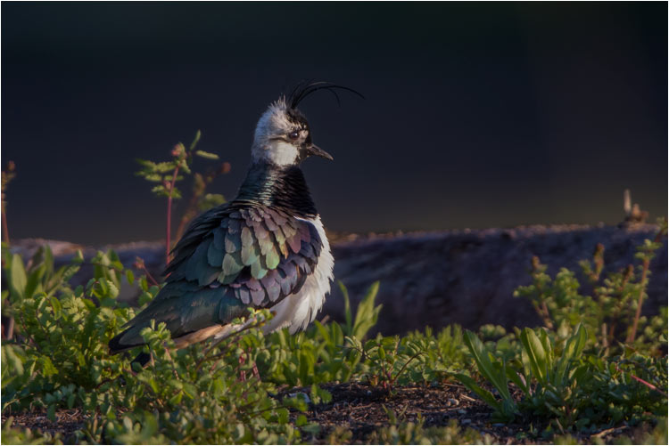 Männlicher Kiebitz im Abendlicht