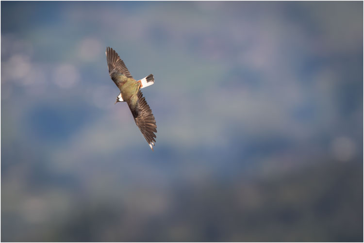 Kiebitz im Flug, beim Flugplatz Wangen/Lachen SZ