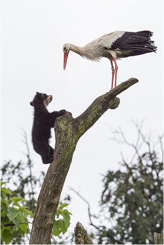 Lieber Storch, das ist mein Baum und du musst jetzt wegfliegen...