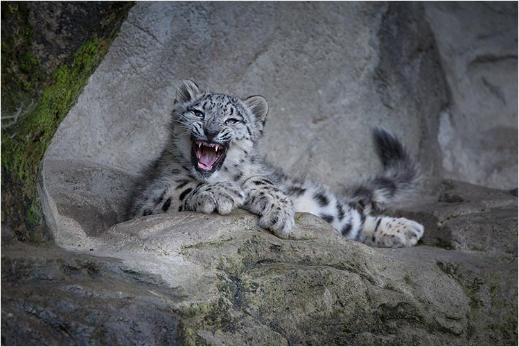 Die kleine Okara kann auch ihre Zähne zeigen