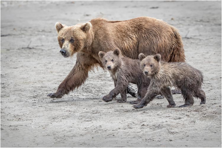 Oktober, Mutter mit Nachwuchs auf Streifzug. Kamtschatka / Kurilensee