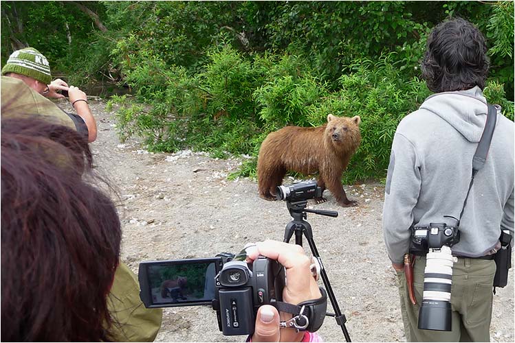 Ungewöhnlich nah kam dieser Jungbär