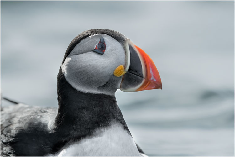 Neugieriege Papageitaucher