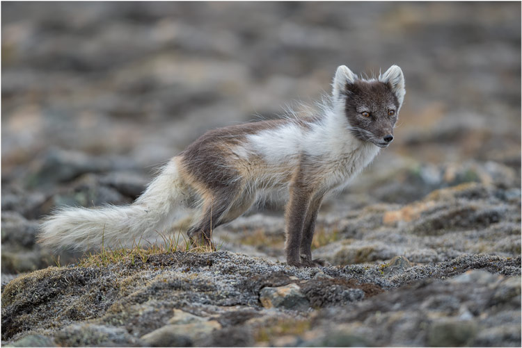 Polarfuchs im Wechselkleid