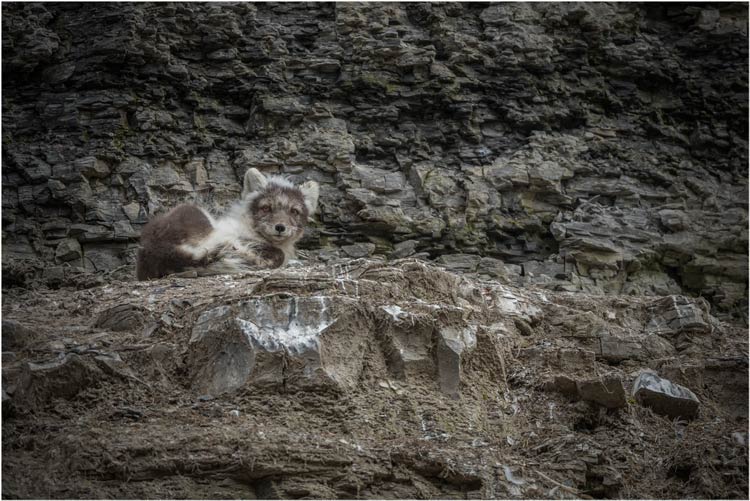 Polarfuchs auf Lauerposition