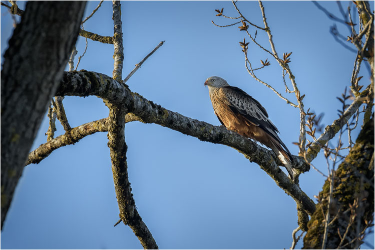 Rotmilan im Abendlicht, Päffikersee
