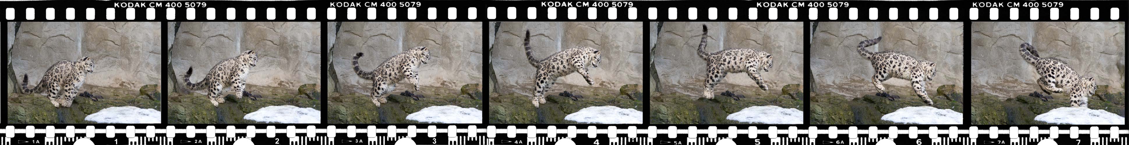 Kleine Sprungstudie vom Mohan