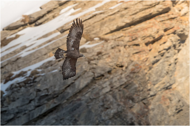Steinadler im letzten Sonnenlicht
