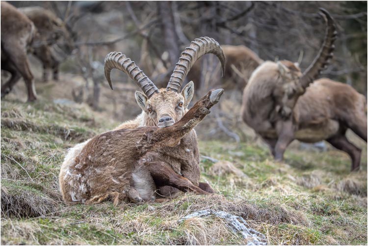 Steinbock bei Dehnübungen, Aufnahmeort: Pontresina/GR