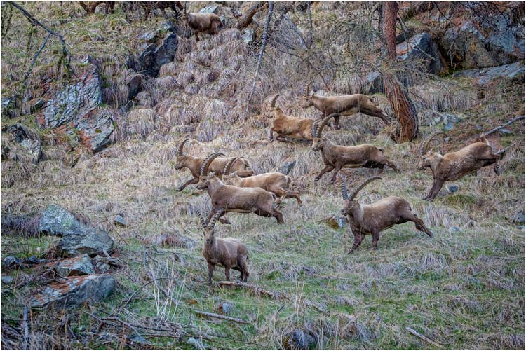 Steinbockherde im Wald von Pontresina