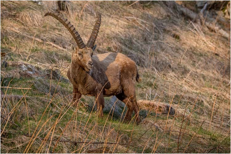 Steinbock im Abendlicht - Pontresina