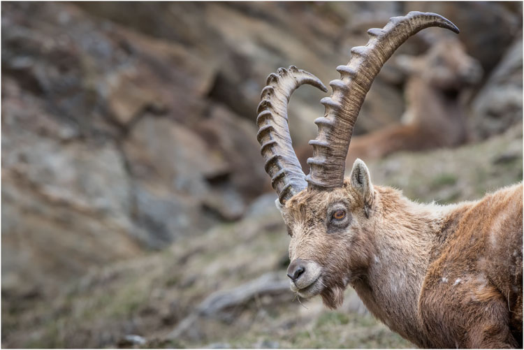 Steinbock ganz nah - bei Pontresina