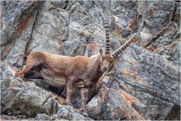 Der Steinbock in seinem Element, Steilhang bei Pontresina