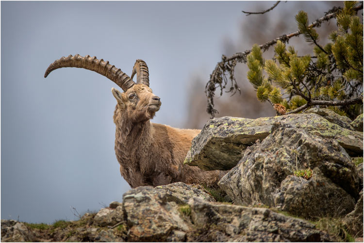 Steinbock Pontresina