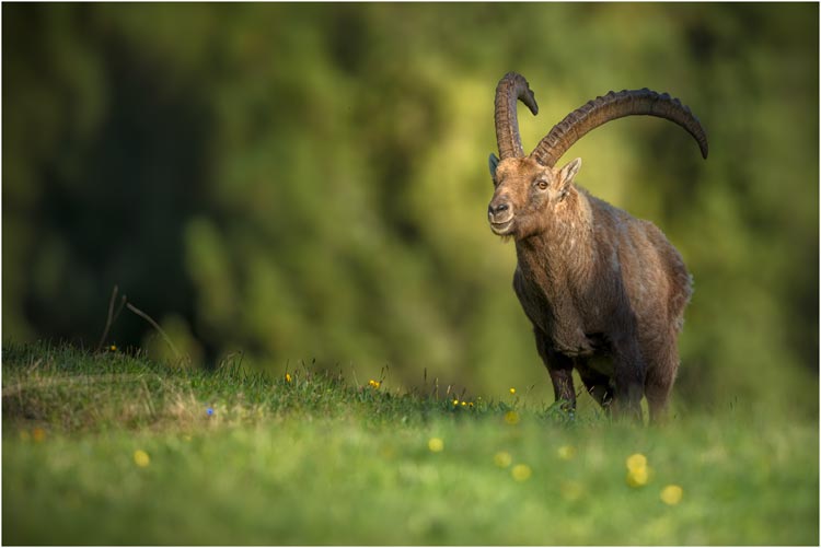 Kapital-Steinbock im Abendlicht bei Pontresina