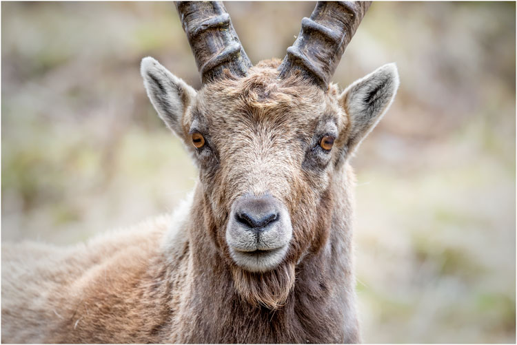 Steinbock-Portrait, Aufnahmeort: Pontresina GR