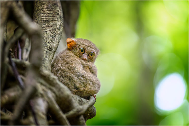 Tarsier, Nordsulawesi
