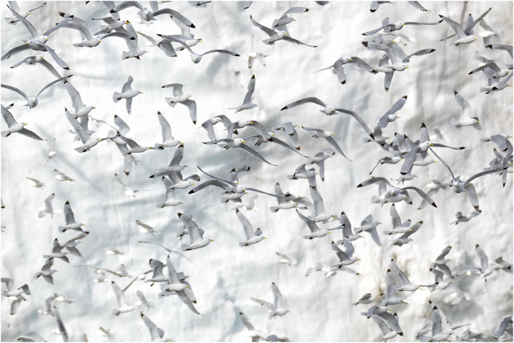 Dreizehenmöwen in einer Flugshow