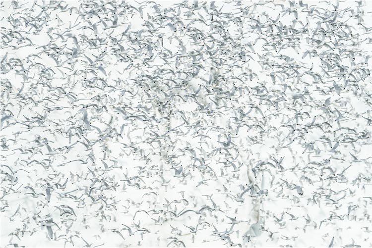 Dreizehenmöwen im Massenflug