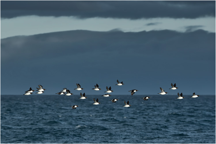 Krabbentaucher auf der Durchreise