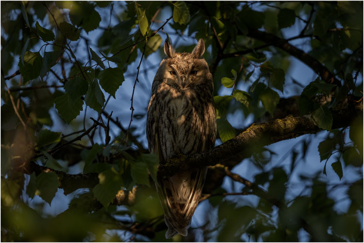 Waldohreule im morgenlicht
