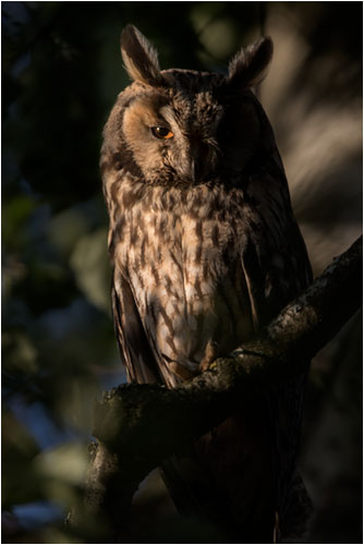 Waldohreule geniesst die letzten Sonnenstrahlen
