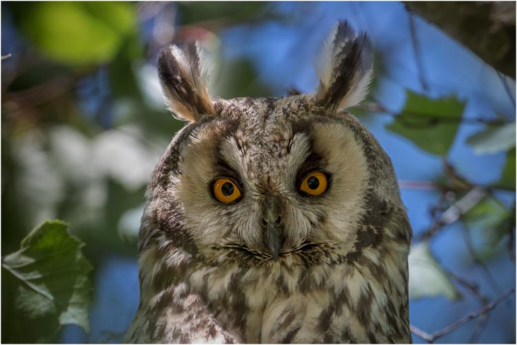 Waldohreule-Portrait