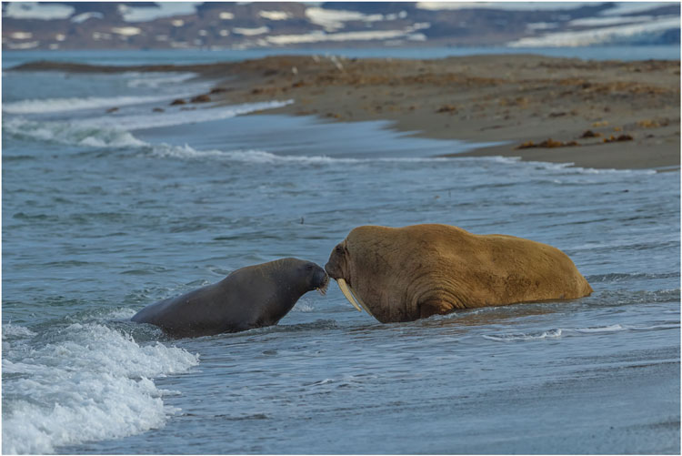 Walross Mutter mit Nachwuchs