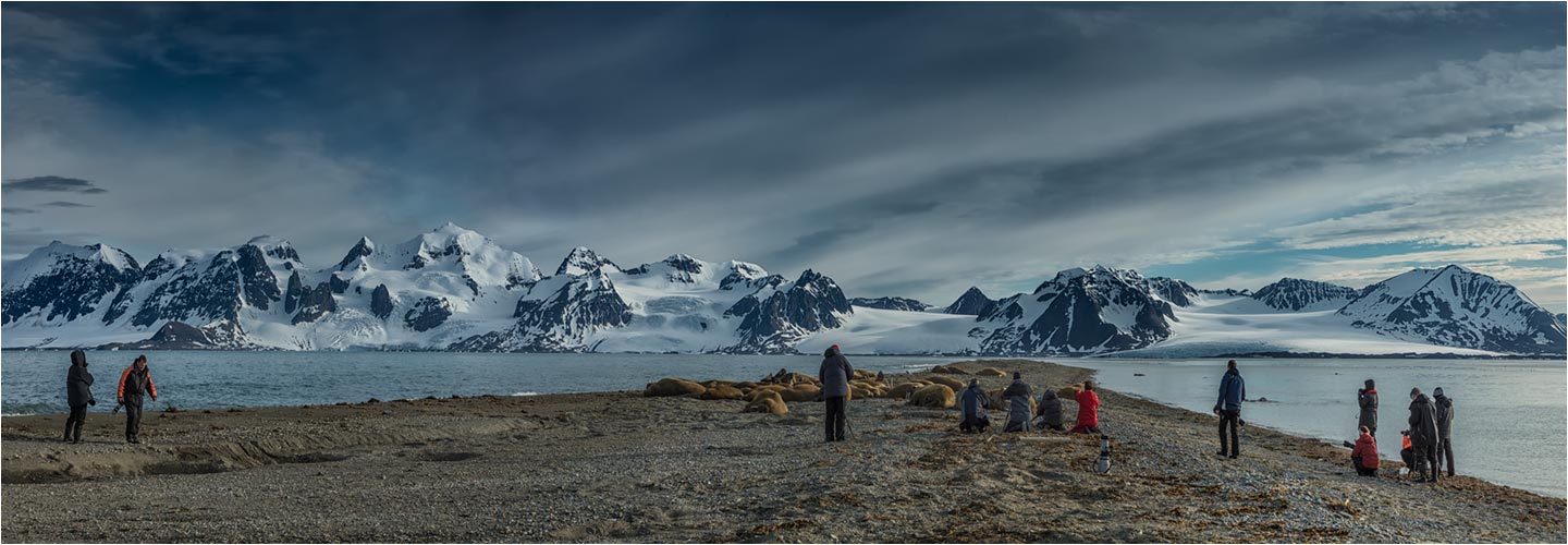 Walross-Kolonie auf der Sandbank in der Mitternachtsonne