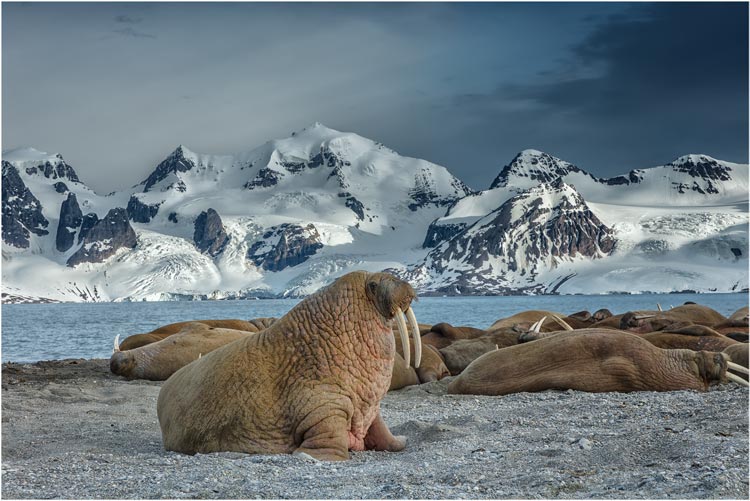 Walrosskolonie in einer traumhafte Bergkulisse