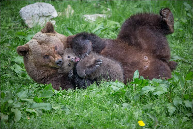 Lass mich los, Mama !