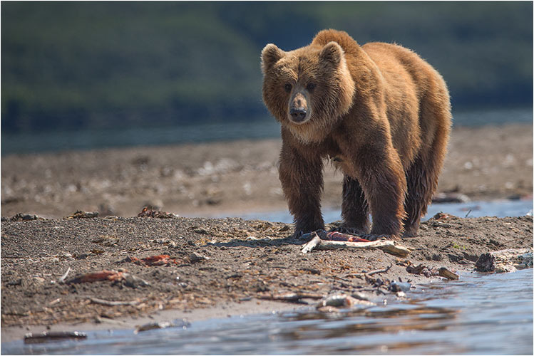 AUGUST - Kamtschatka Braunbärmutter am Kurilensee