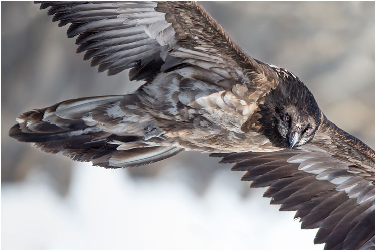 Junger Bartgeier haar scharf an uns vorbeigevlogen