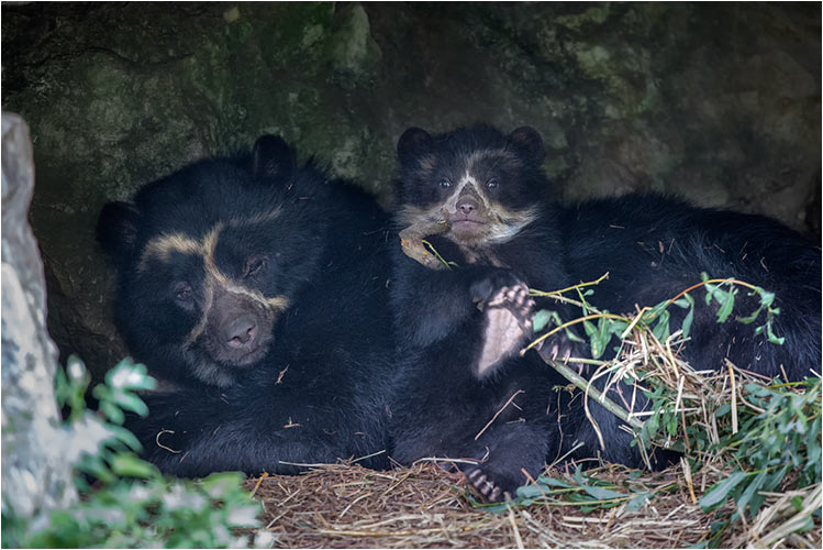 Jun. Junger Brillenbär  Zoo ZH